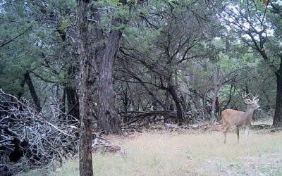 Heaps, Piles, and Deadfall: Utilizing Head-Start Ground Blinds